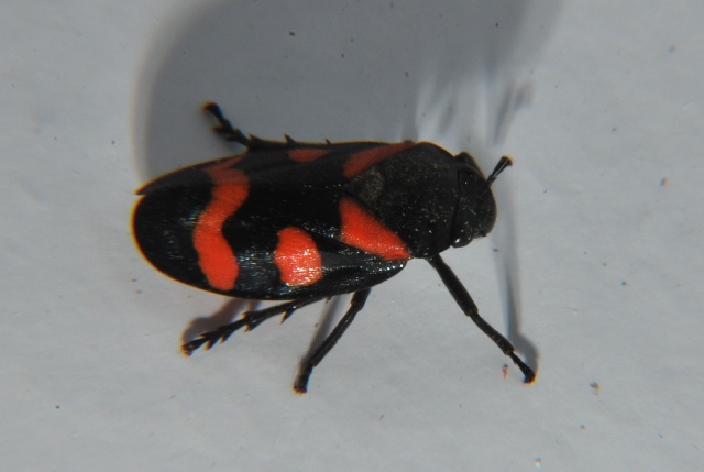 Cercopis sp.